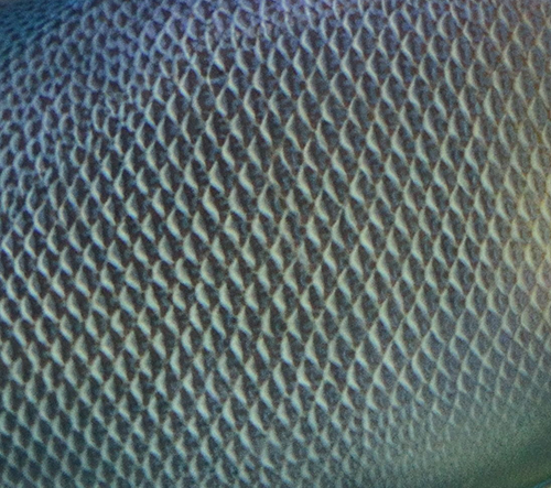 Fish collagen