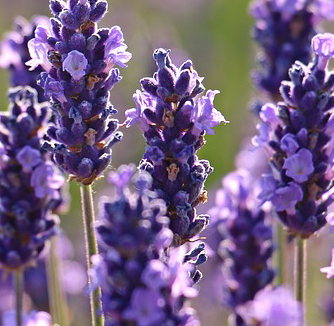 Lavender