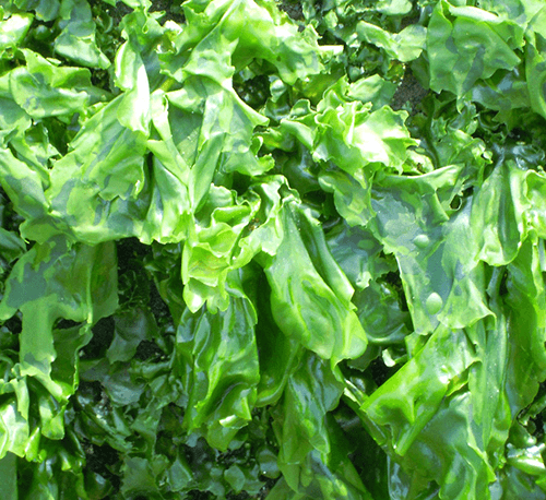 Specific marine extract