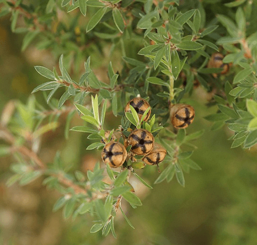 Tea tree